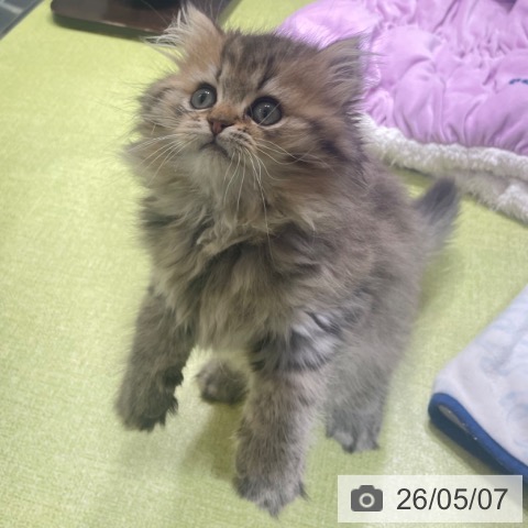 スコティッシュフォールドの写真