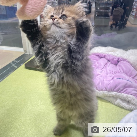 スコティッシュフォールドの写真