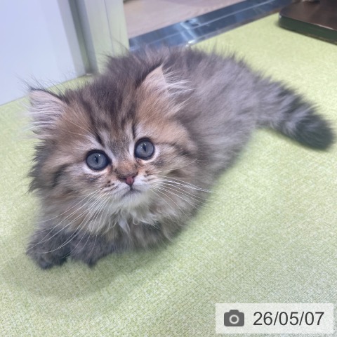 スコティッシュフォールドの写真