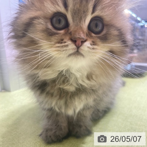 スコティッシュフォールドの写真