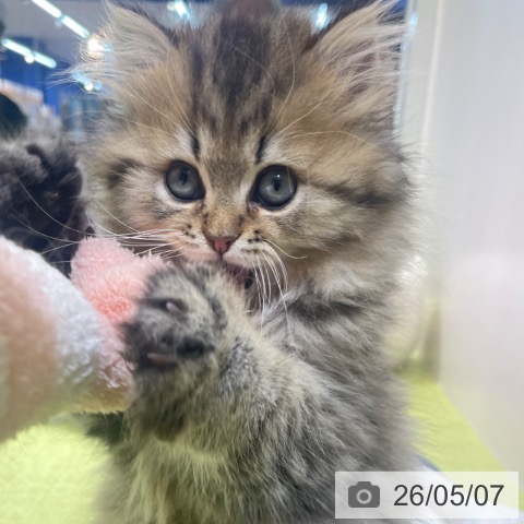 スコティッシュフォールドの写真