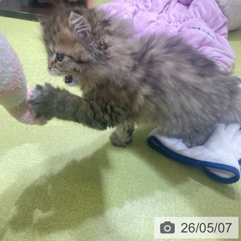 富山県のスコティッシュフォールド (ペットプラス 高岡店/2026年2月18日生まれ/男の子/ブラウンタビー)の子猫の4枚目の画像