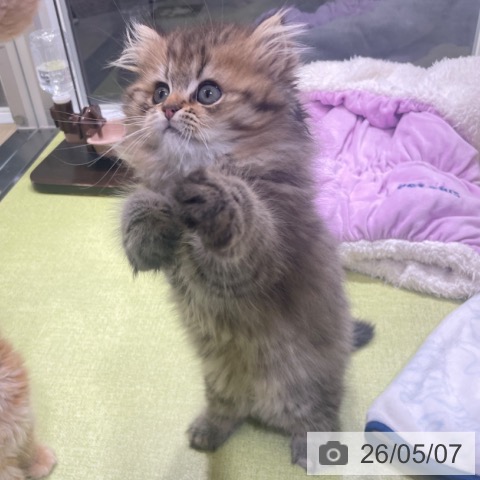 富山県のスコティッシュフォールド (ペットプラス 高岡店/2026年2月18日生まれ/男の子/ブラウンタビー)の子猫の3枚目の画像