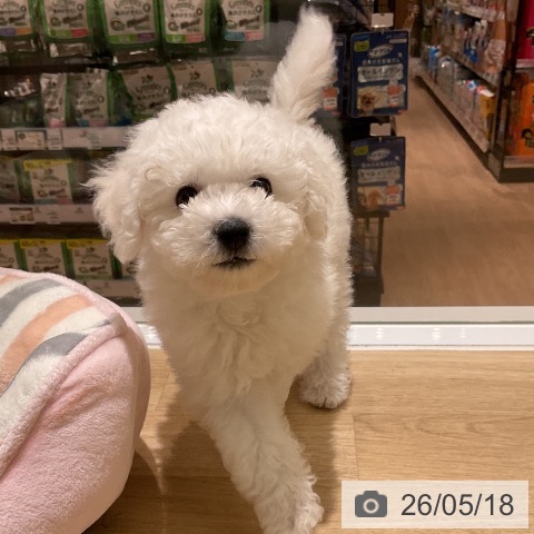 愛知県のビションフリーゼ (ペットプラス イオンモール豊川店/2026年3月6日生まれ/男の子/ホワイト)の子犬の3枚目の画像