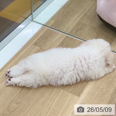 岐阜県のビションフリーゼ (ペットプラス 光ケ丘店/2026年3月2日生まれ/男の子/ホワイト)の子犬の3枚目の画像