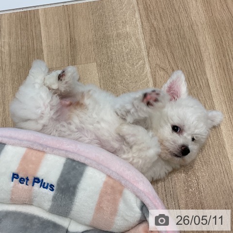 愛知県のビションフリーゼ (ペットプラス 熱田店/2026年3月2日生まれ/男の子/ホワイト)の子犬の3枚目の画像