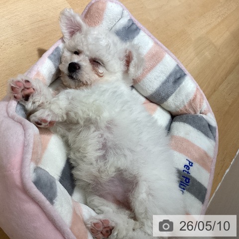石川県のビションフリーゼ (ペットプラス 新小松店/2026年3月2日生まれ/女の子/ホワイト)の子犬の4枚目の画像