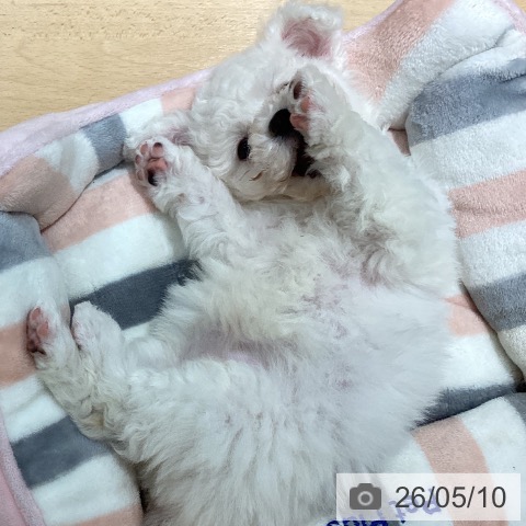 石川県のビションフリーゼ (ペットプラス 新小松店/2026年3月2日生まれ/女の子/ホワイト)の子犬の3枚目の画像