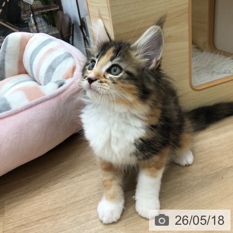 愛知県のメインクーン (ペットプラス みなと店/2026年3月8日生まれ/女の子/ブラウンパッチドタビーホワイト)の子猫の4枚目の画像
