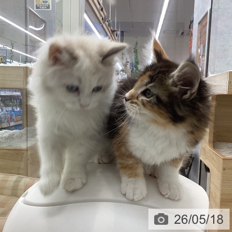 愛知県のメインクーン (ペットプラス 東浦店/2026年3月8日生まれ/女の子/ブラウンパッチドタビーホワイト)の子猫の3枚目の画像