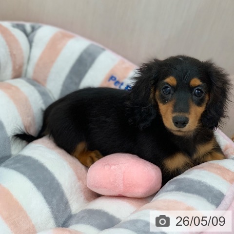 ミニチュア・ダックスフンドの写真