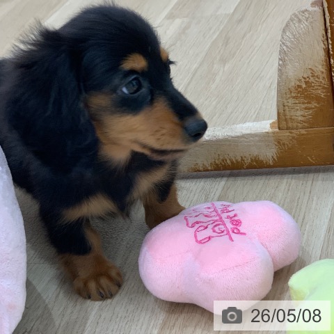 ミニチュア・ダックスフンドの写真