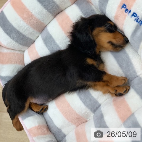 ミニチュア・ダックスフンドの写真