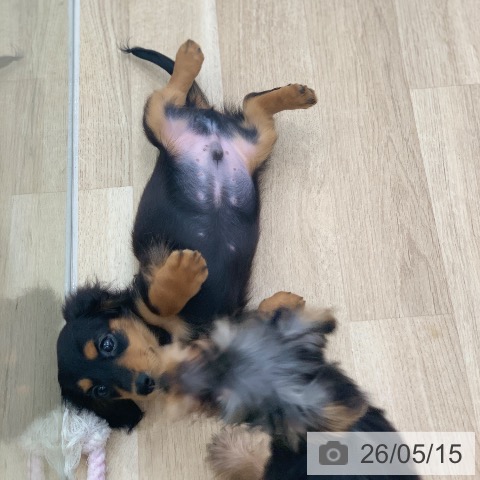 ミニチュア・ダックスフンドの写真