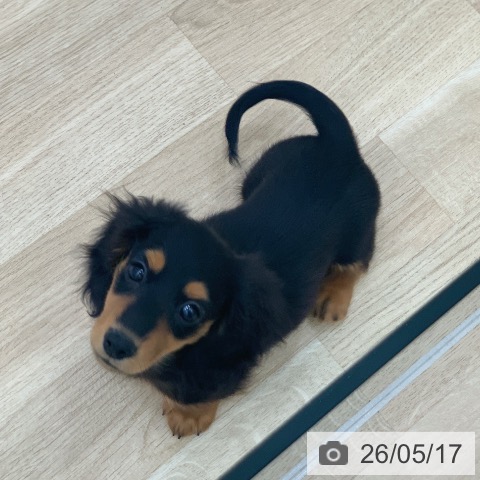 ミニチュア・ダックスフンドの写真