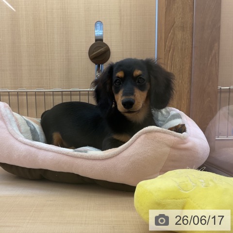 ミニチュア・ダックスフンドの写真