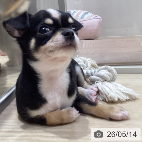 愛知県のチワワ(ロング) (ペットプラス イオンモール長久手店/2026年3月6日生まれ/女の子/ブラックタンホワイト)の子犬の3枚目の画像