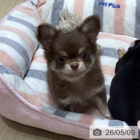 愛知県のチワワ(ロング) (ペットプラス イオンモール長久手店/2026年3月8日生まれ/男の子/チョコレートタン)の子犬の4枚目の画像