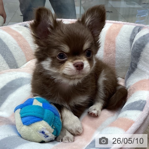 愛知県のチワワ(ロング) (ペットプラス イオンモール長久手店/2026年3月8日生まれ/男の子/チョコレートタン)の子犬の3枚目の画像