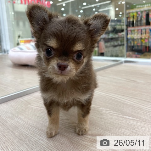 愛知県のチワワ(ロング) (ペットプラス 豊田店/2026年3月8日生まれ/男の子/チョコレートタン)の子犬の4枚目の画像