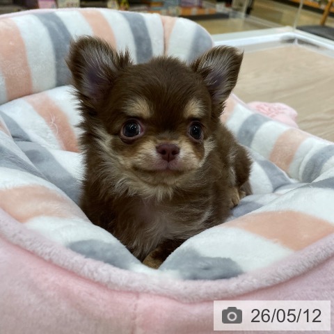 愛知県のチワワ(ロング) (ペットプラス 豊田店/2026年3月8日生まれ/男の子/チョコレートタン)の子犬の3枚目の画像