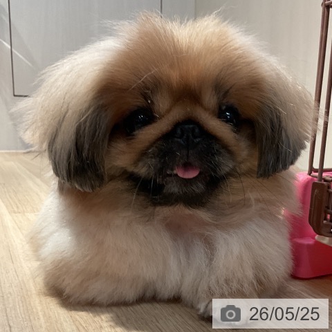 ペキニーズの写真