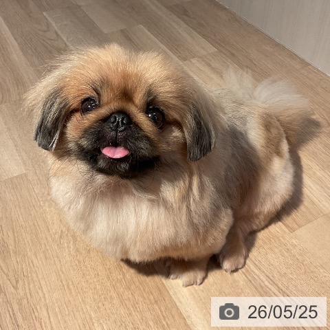 ペキニーズの写真