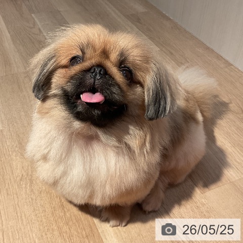 ペキニーズの写真
