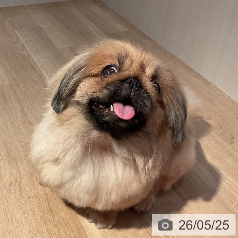 ペキニーズの写真