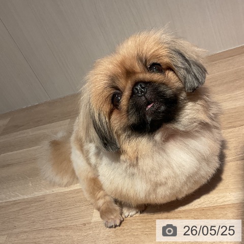 ペキニーズの写真