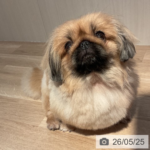 ペキニーズの写真