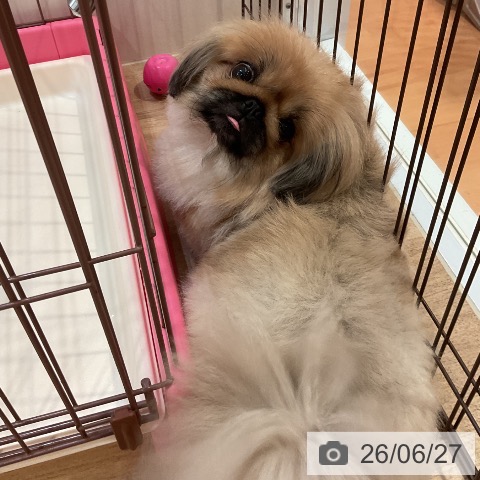 ペキニーズの写真
