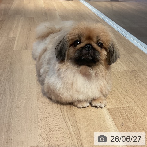 ペキニーズの写真