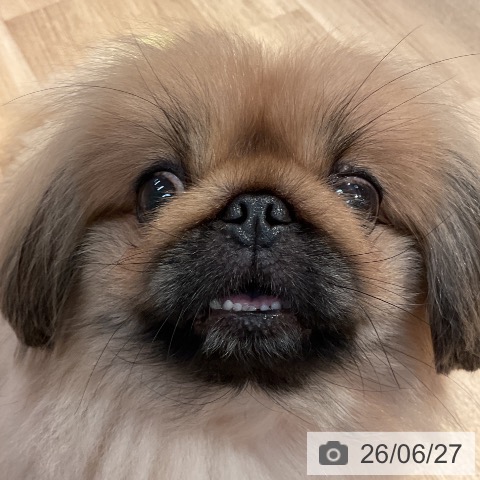 ペキニーズの写真