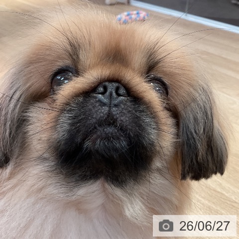 ペキニーズの写真