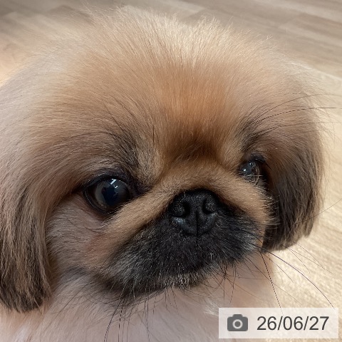ペキニーズの写真