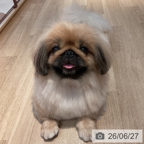 ペキニーズの写真