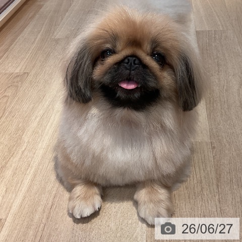 ペキニーズの写真