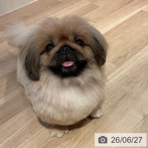 ペキニーズの写真