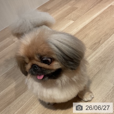 ペキニーズの写真
