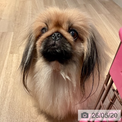 ペキニーズの写真