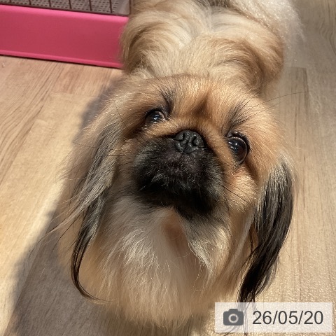 ペキニーズの写真