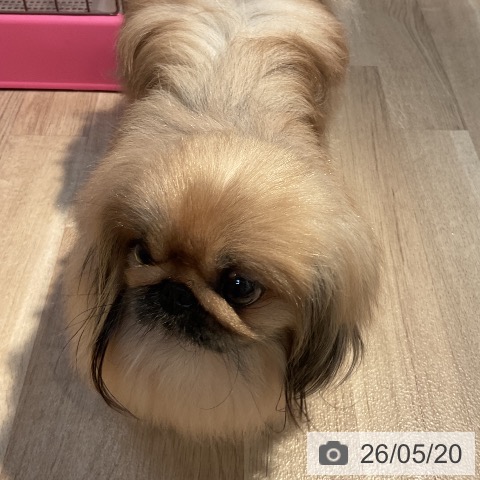 ペキニーズの写真