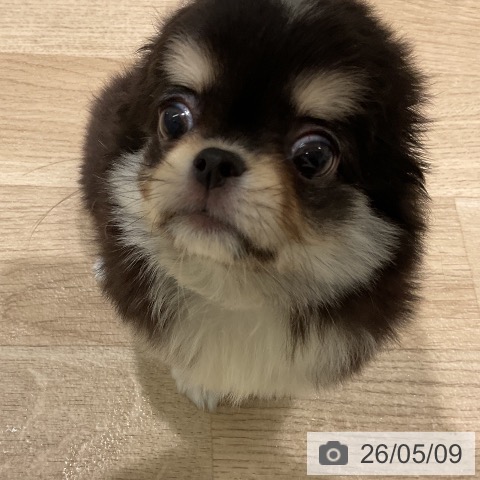 チワワの写真