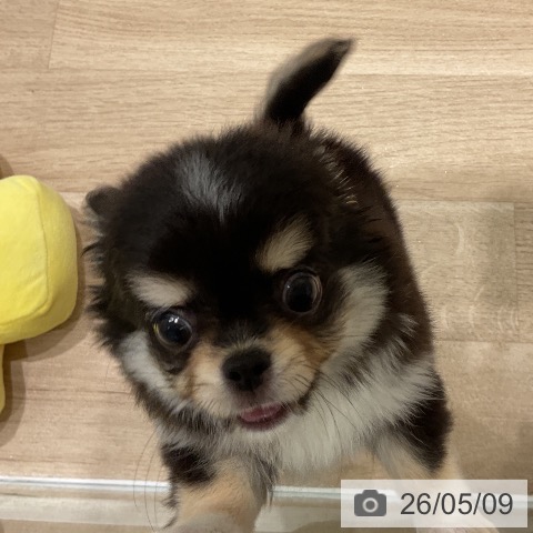 チワワの写真