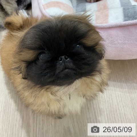 ペキニーズの写真