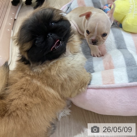 ペキニーズの写真