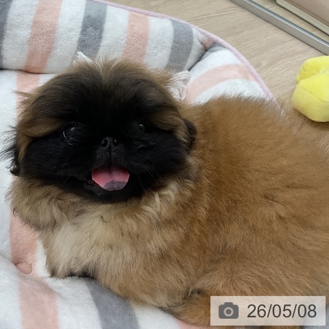 ペキニーズの写真