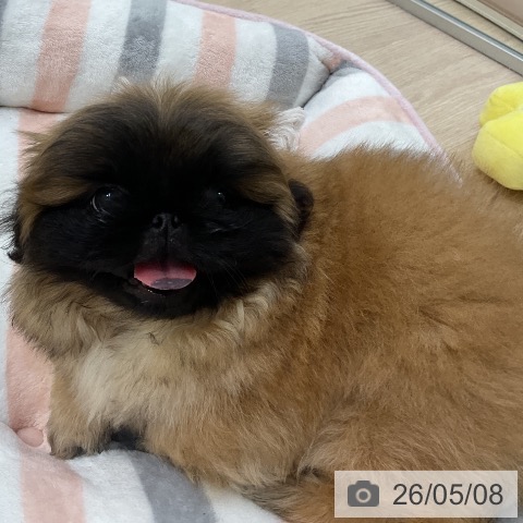 ペキニーズの写真