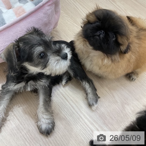 ペキニーズの写真